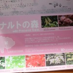 Naruto's Forest flora guide