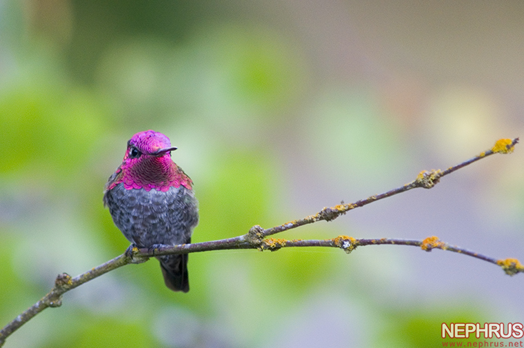 Hummingbird