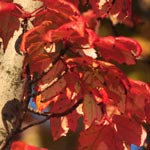 Crimson Foliage