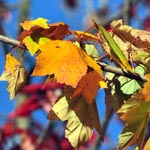 Yellow leaves