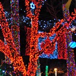 Brilliant trees Brilliant trees