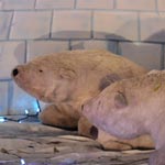 Polar bears and penguins Polar bears and penguins