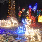 Reindeers Reindeers
