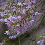 Cherry blossoms
