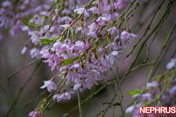 Cherry blossoms