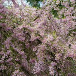 Cherry blossoms