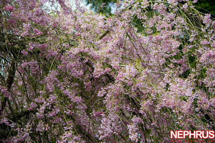 Cherry blossoms