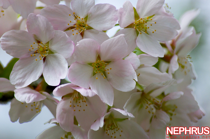 Cherry blossoms