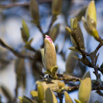 Flowers blooming