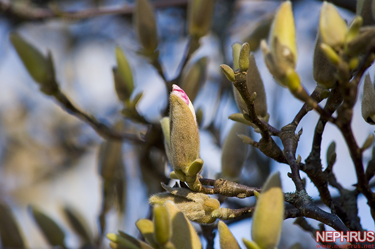 Flowers blooming