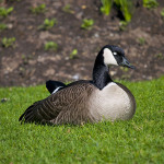 Canada Goose