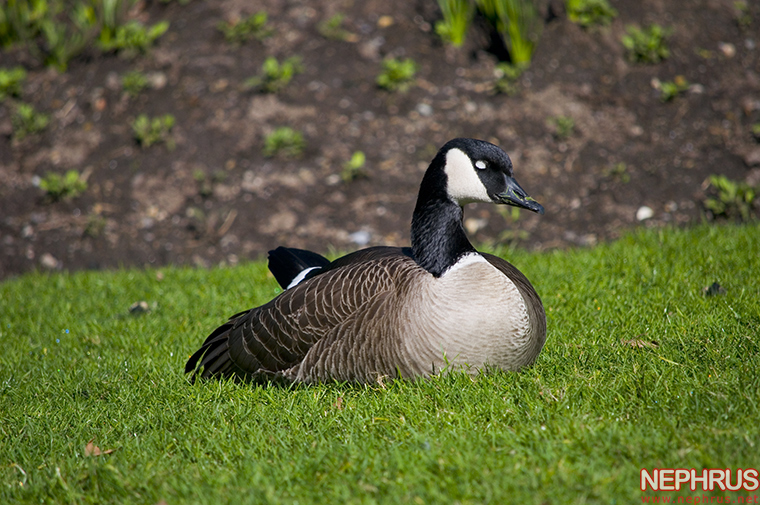 Canada Goose