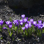 Crocuses