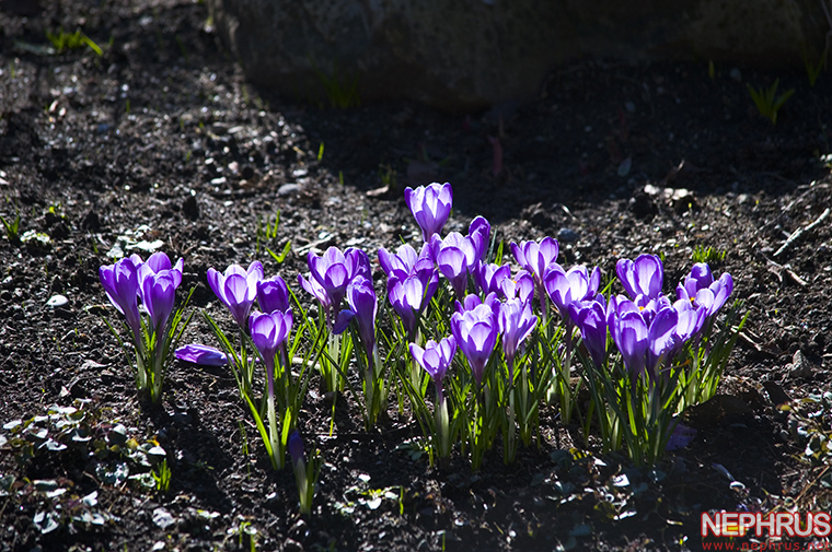Crocuses
