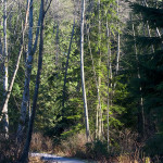 Beaver Lake Trail Beaver Lake Trail