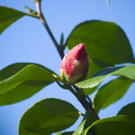 Buds