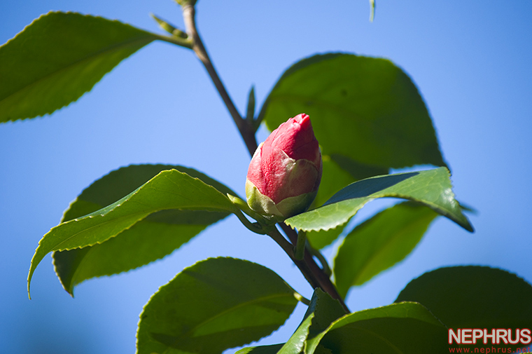 Buds