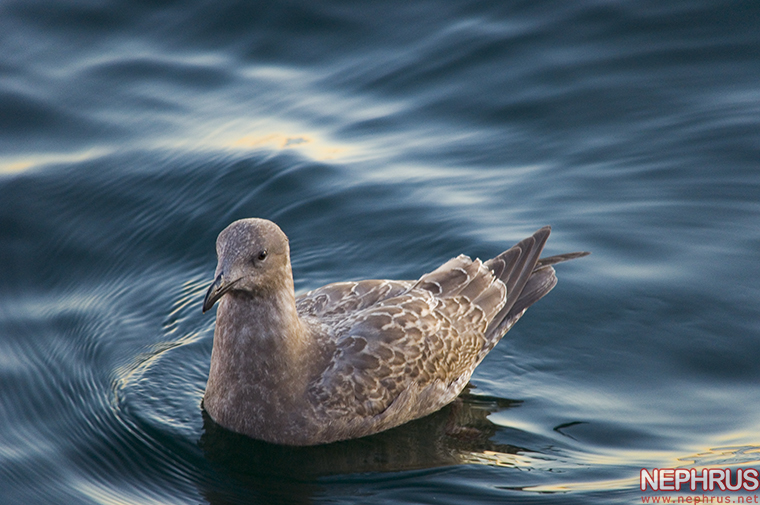 Seagull