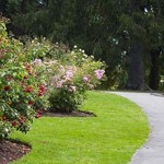 Stanley Park Rose Garden Path