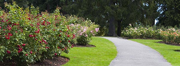 Stanley Park Rose Garden Path