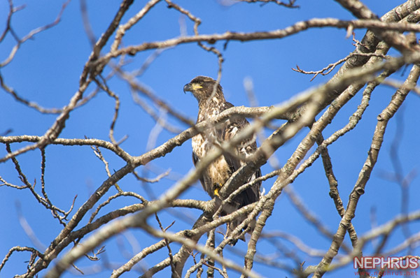 An eagle surveys his surroundings from a tree in Deas Island Regional Park.