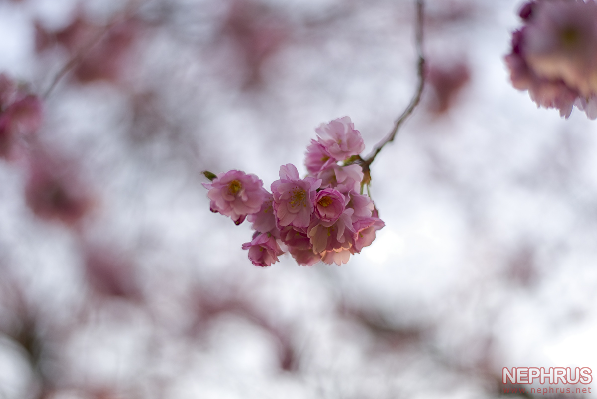 Cherry Blossoms