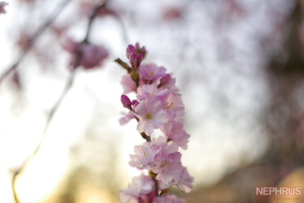 Cherry Blossoms