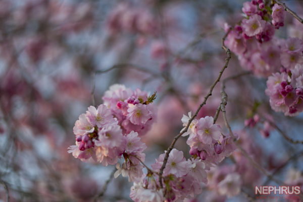 Cherry Blossoms