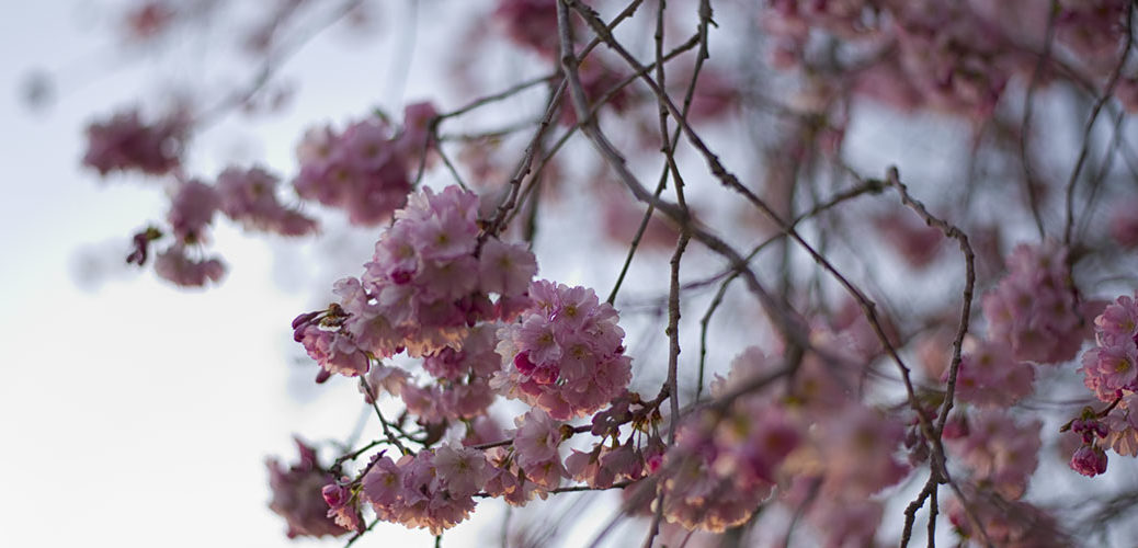 Cherry Blossoms header