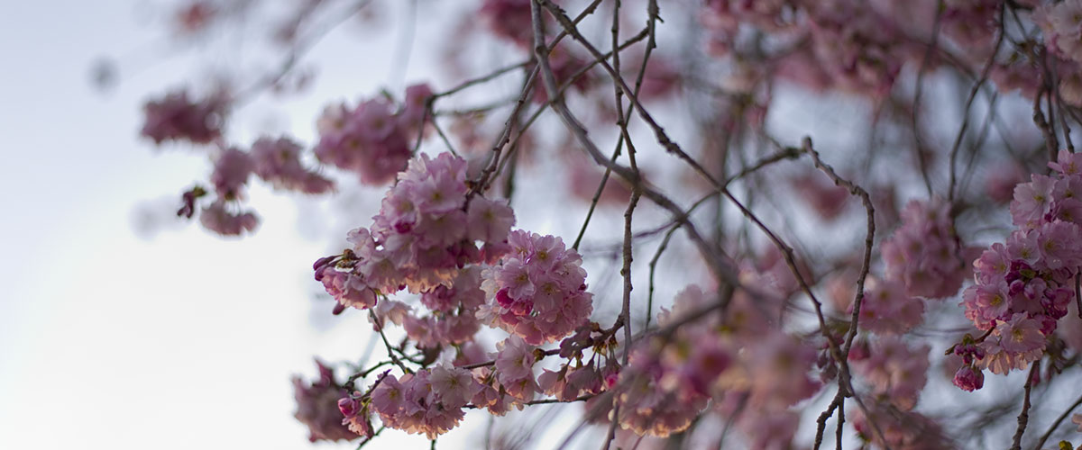 Cherry Blossoms header