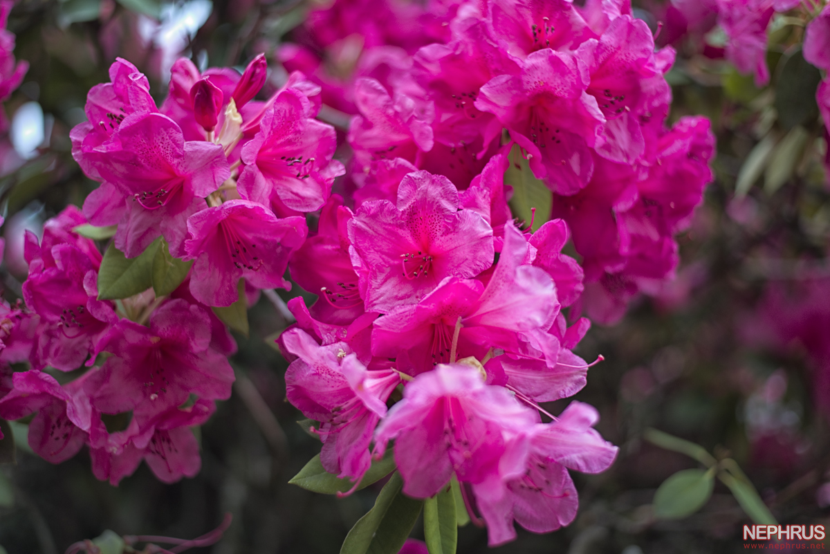 Rhododendron