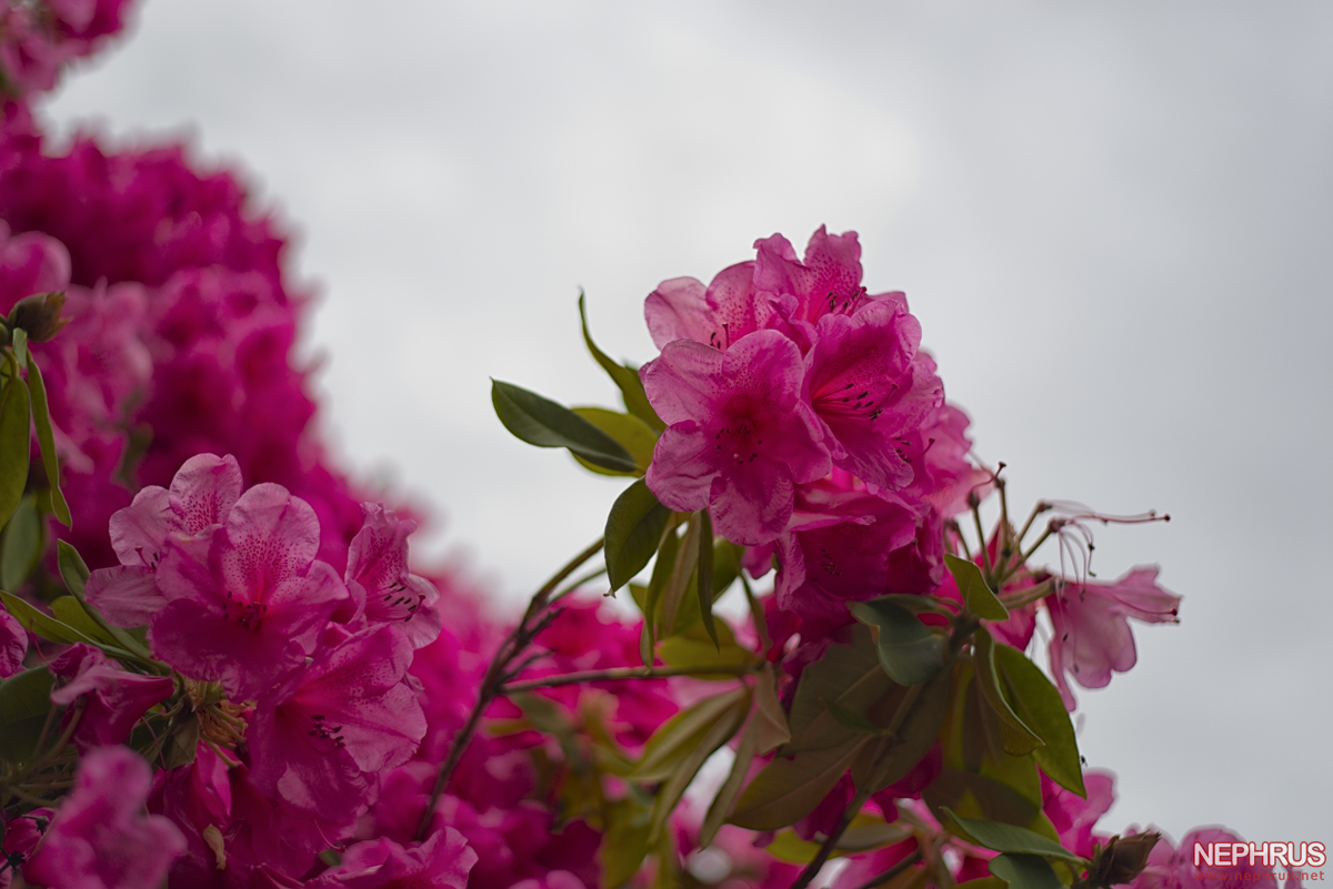 Rhododendron