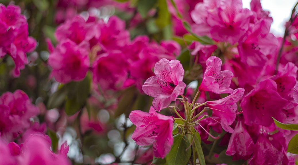 Rhododendron