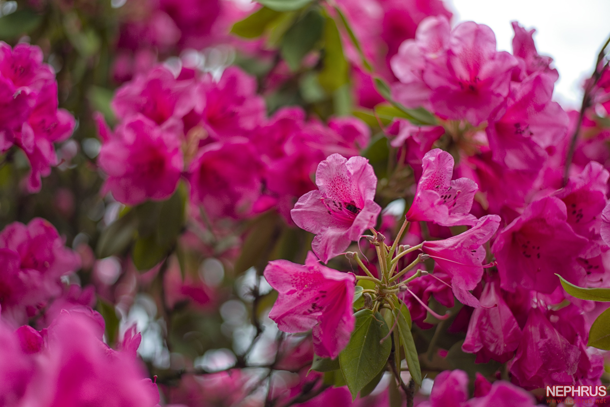 Rhododendron