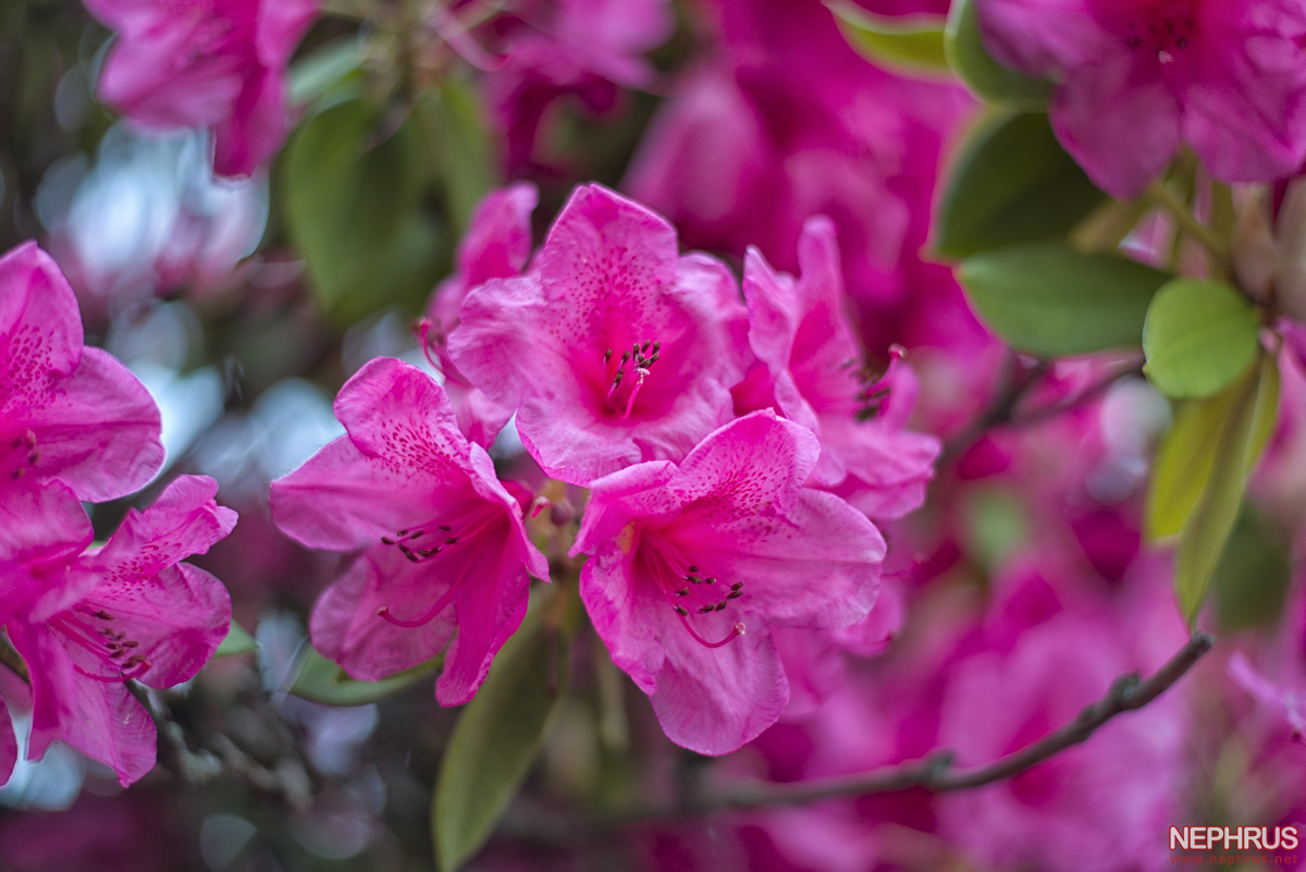 Rhododendron