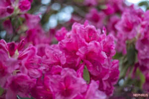 Rhododendron