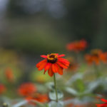 Stanley Park - Rose Garden