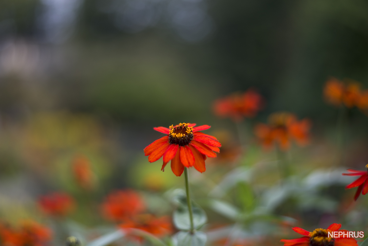 Stanley Park - Rose Garden