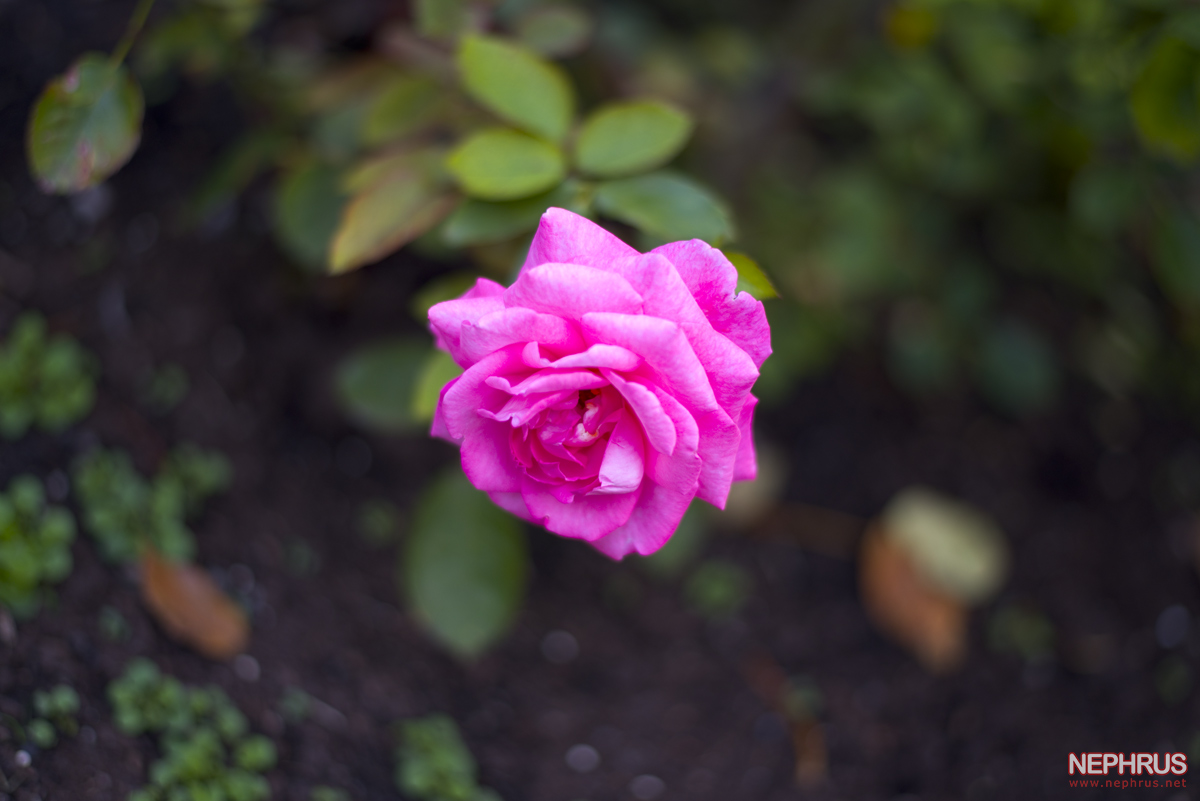 Stanley Park - Rose Garden