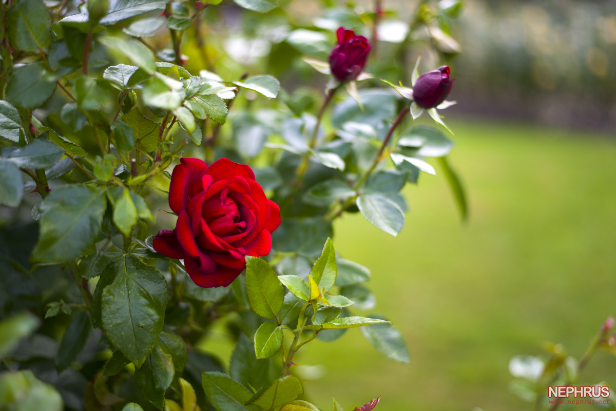 Stanley Park - Rose Garden