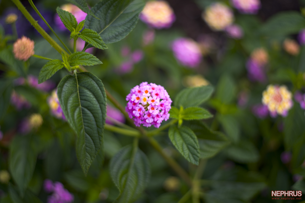 Stanley Park - Rose Garden