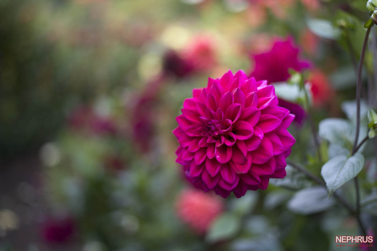 Stanley Park - Rose Garden