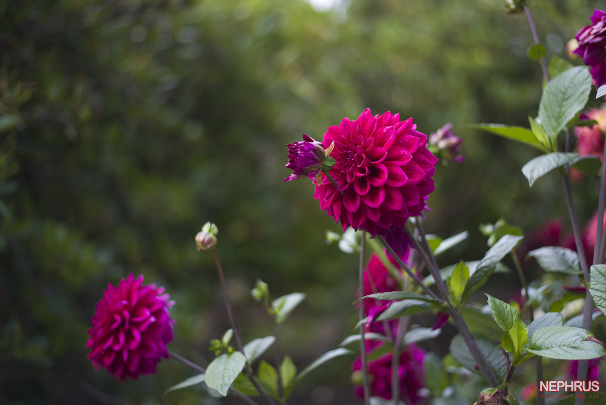 Stanley Park - Rose Garden