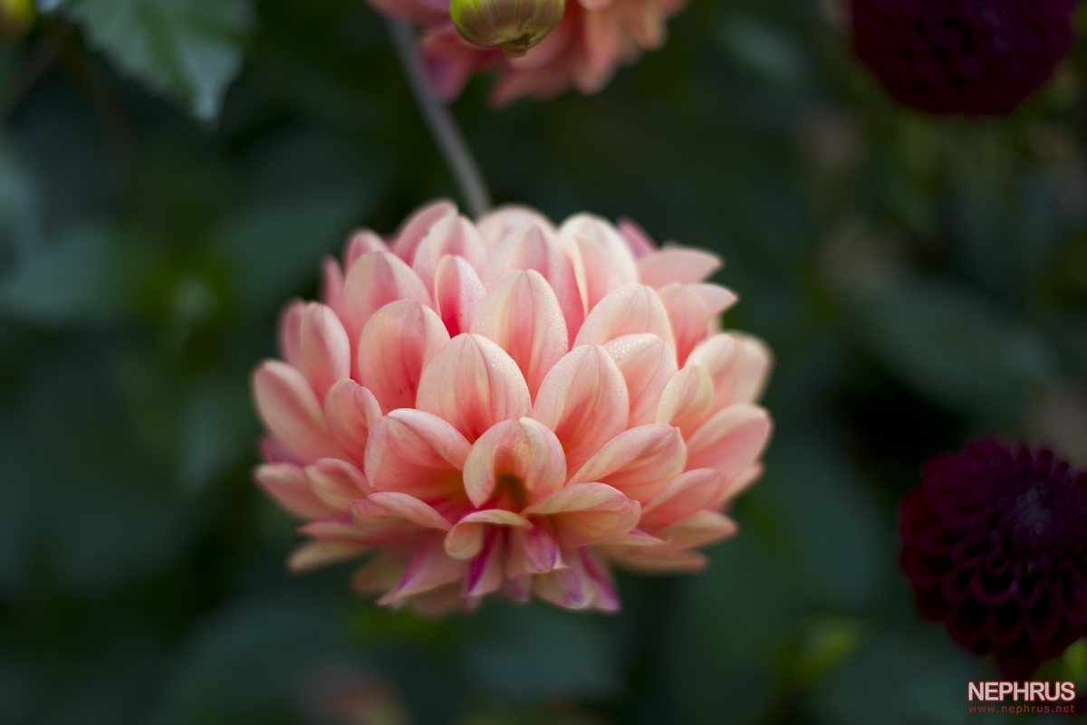 Stanley Park - Rose Garden