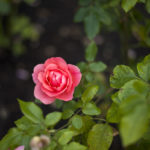 Stanley Park - Rose Garden