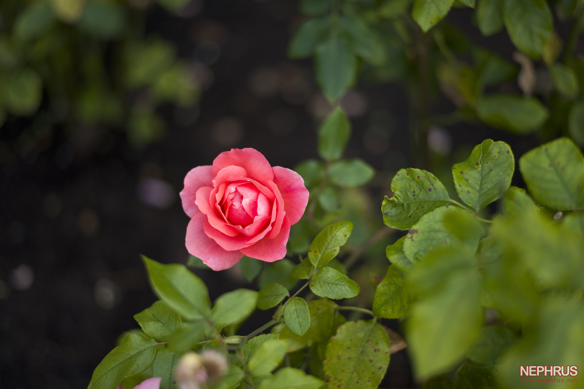 Stanley Park - Rose Garden