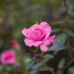 Stanley Park - Rose Garden