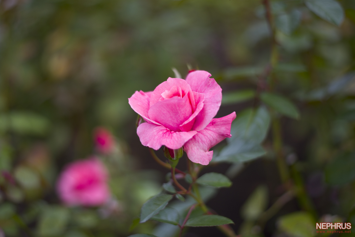 Stanley Park - Rose Garden