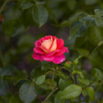Stanley Park - Rose Garden