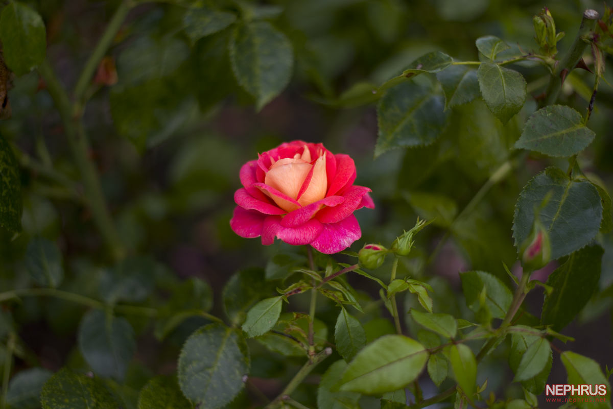 Stanley Park - Rose Garden